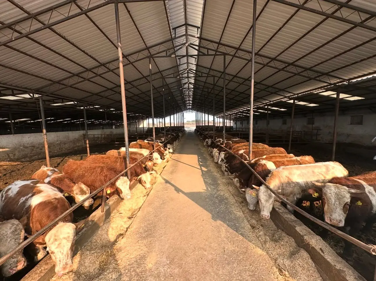 Yemlikte sıralanmış simental danalar