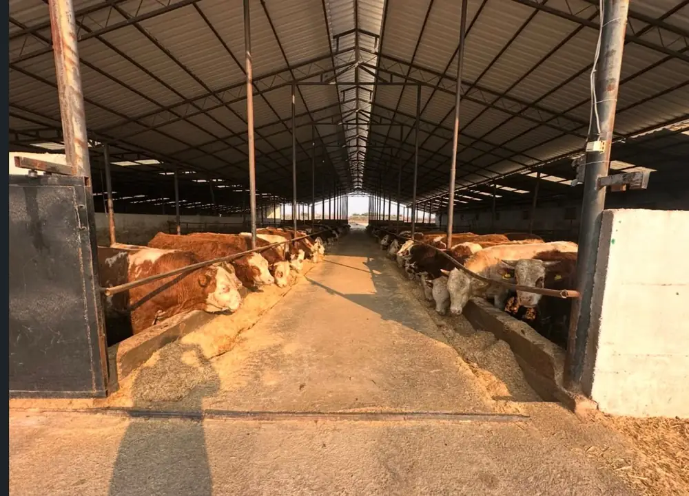 Ağılda beslenen büyükbaş hayvanlar