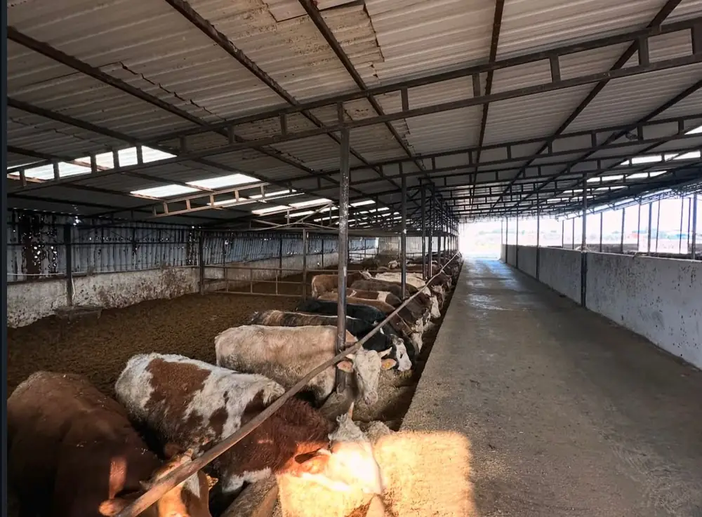 Çiftlik ağılının iç görünümü