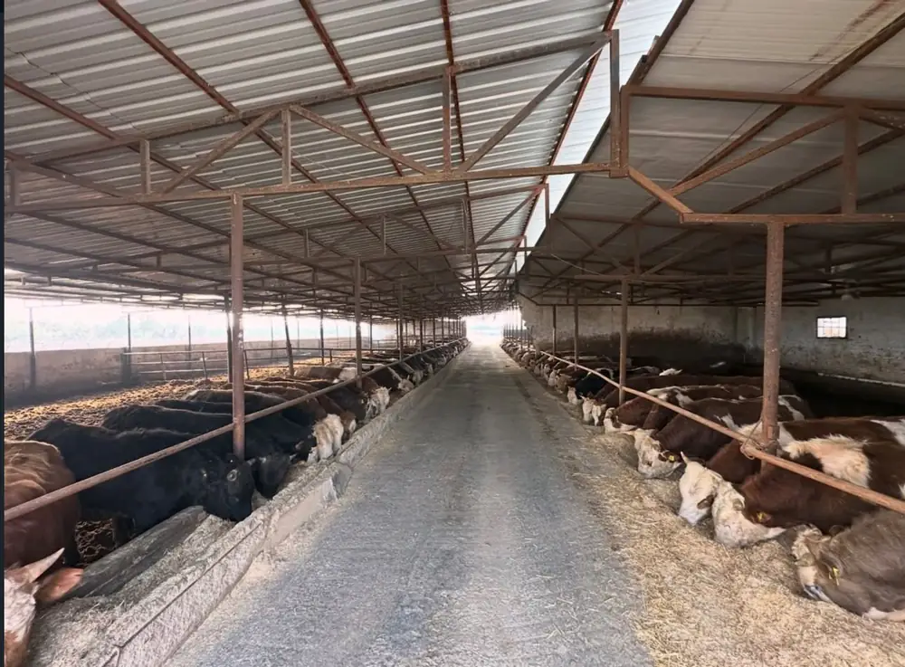 Yemlik önünde büyükbaş hayvanlar