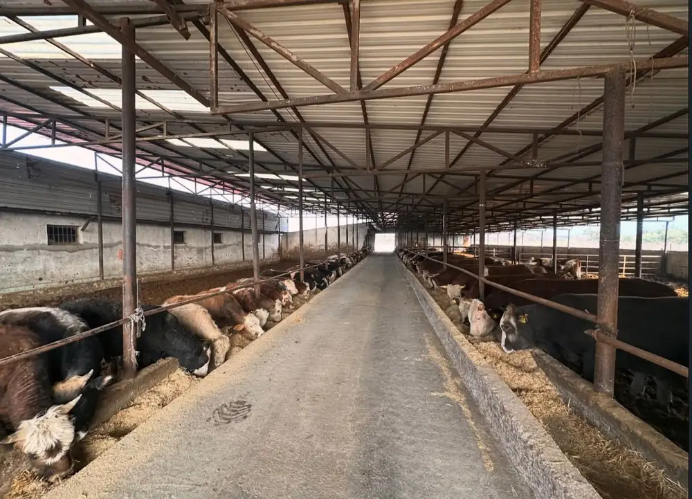 Kurbanlık seçerken nelere dikkat etmeli?